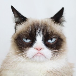 Grumpy Cat Receives an Invitation to Broadway's Jellicle Ball in <em>Cats</em>