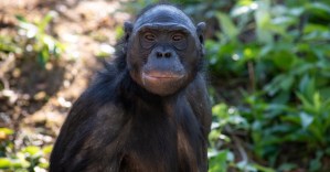 Columbus Zoo Announces Passing of Unga, a Bonobo Whose Story Is Featured in <em>Come From Away</em>