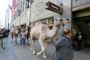 How Do They Get the Camels to Radio City for the Christmas Spectacular?