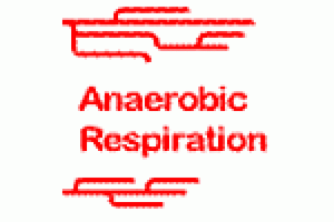 Anaerobic Respiration