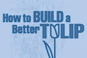 How to Build a Better Tulip