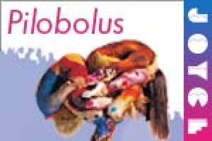 Pilobolus