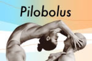 Pilobolus