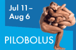 Pilobolus