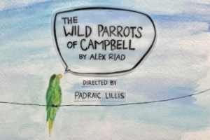 The Wild Parrots of Campbell